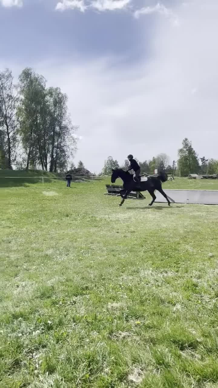 Allround hästar till salu: Nybesikt. SWB 170 cm Lyxig YR, hobby häst - Video 1