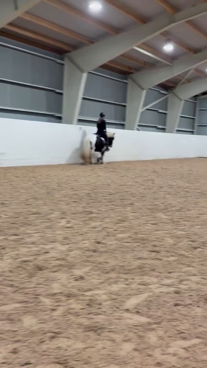 Allround hästar till salu: Charmören Jessie i Ronneby - Video 1