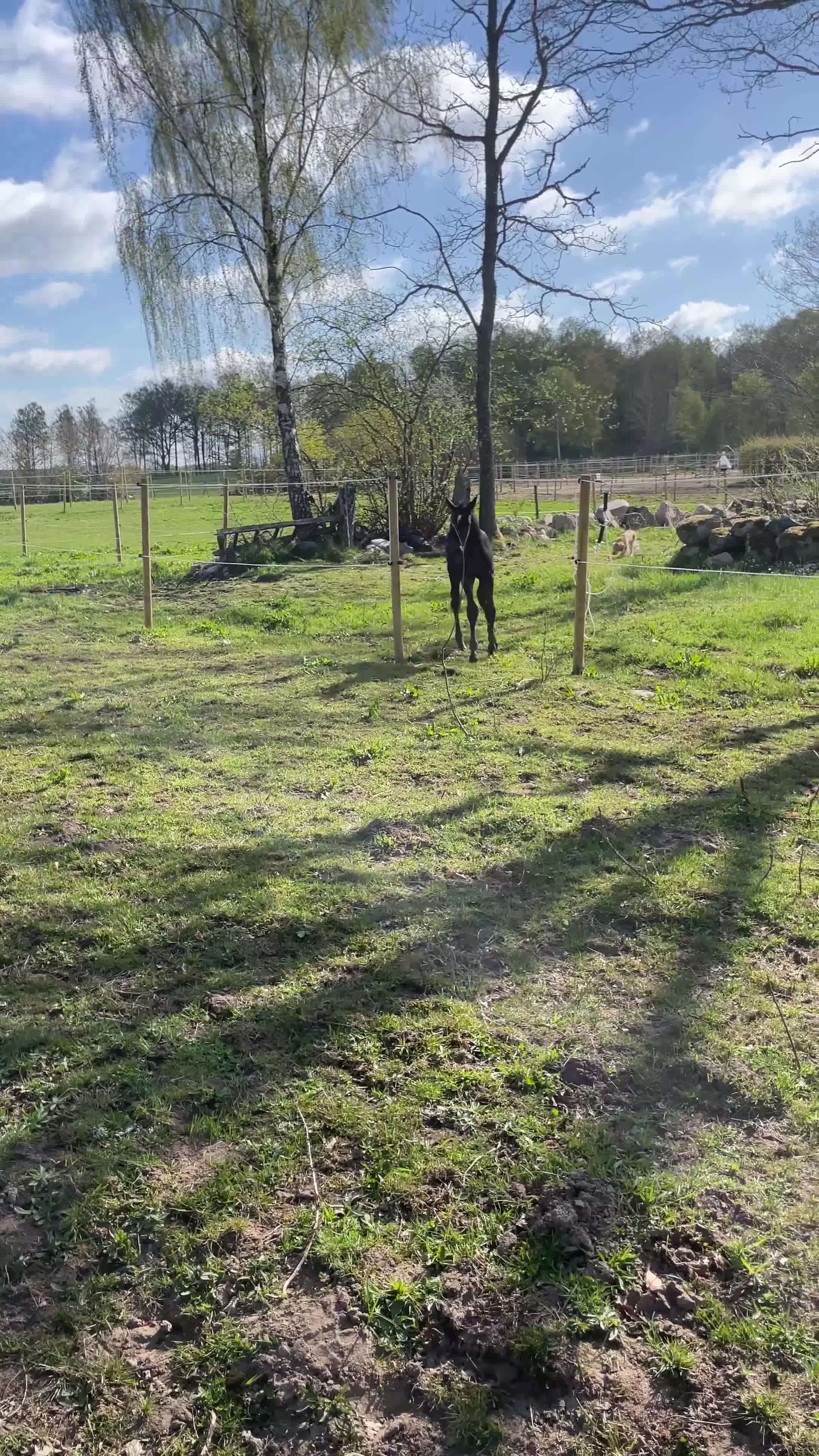 Hoppning hästar till salu: Trevlig 4 åring med tilltalande stam!  - Video 2