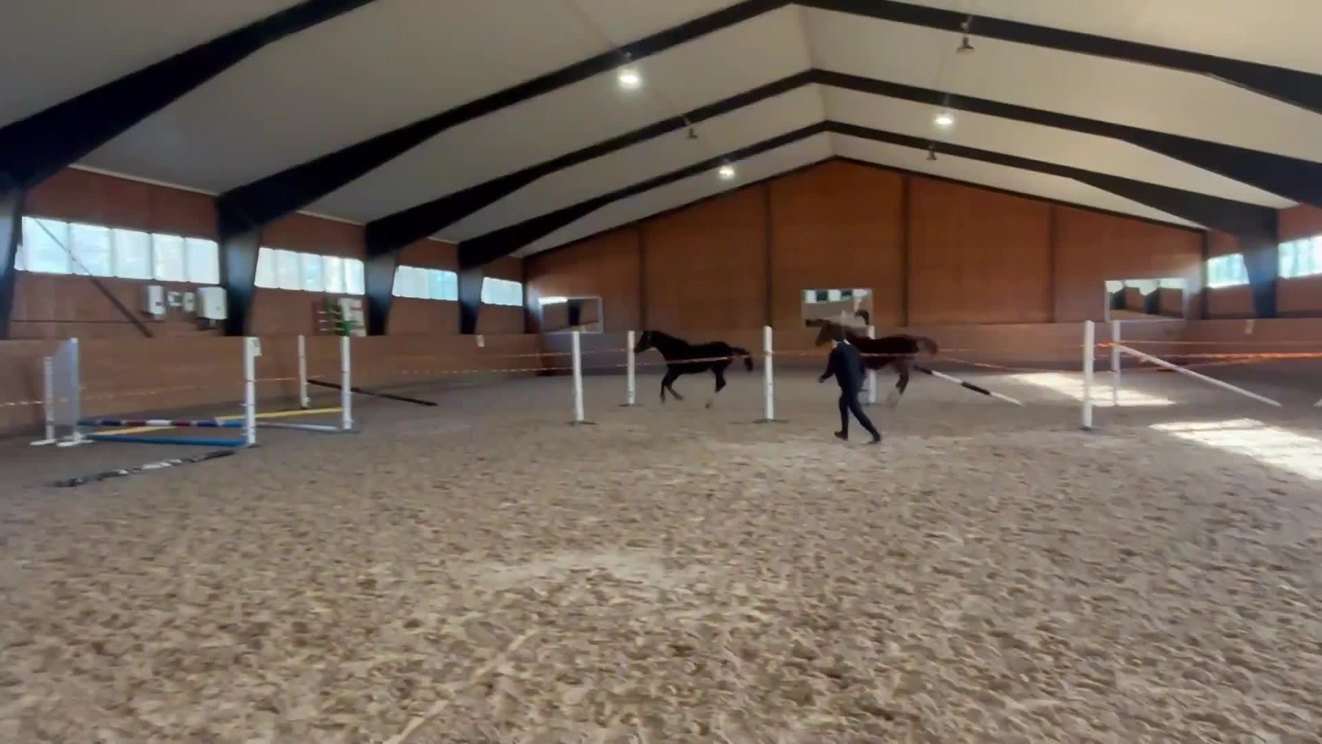 Hoppning hästar till salu: ”Tage” – Ett framtidshopp med världslinjer - Video 1