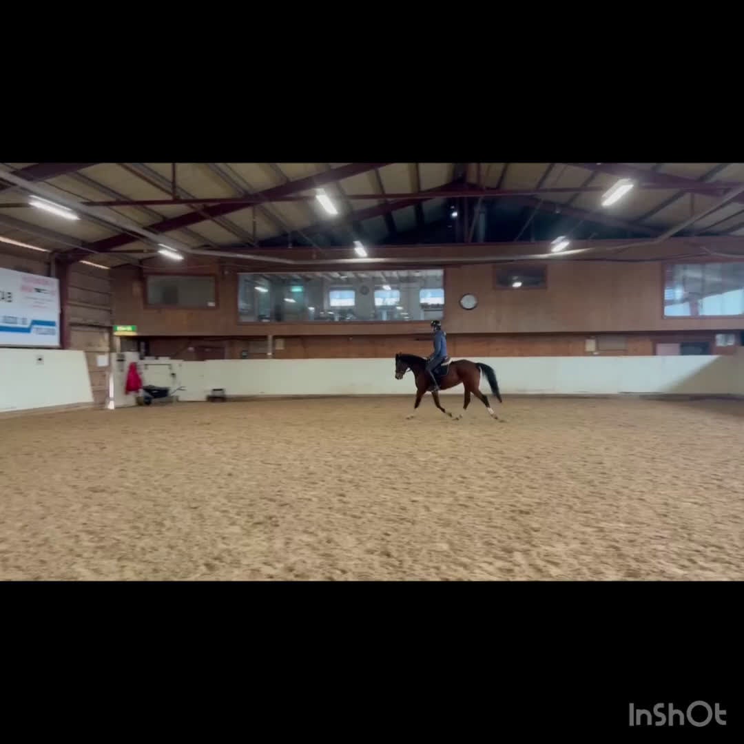 Allround hästar till salu: Wiwa - supermysigt sto - Video 5