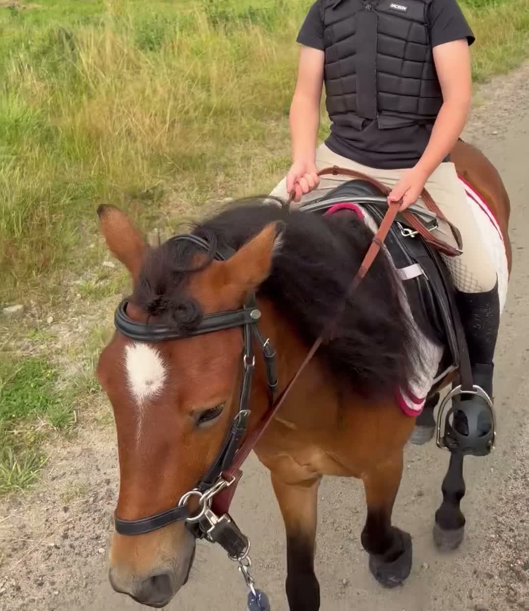 Allround hästar till salu: Trevlig fyraårig russhingst söker sitt nya hem - Video 2