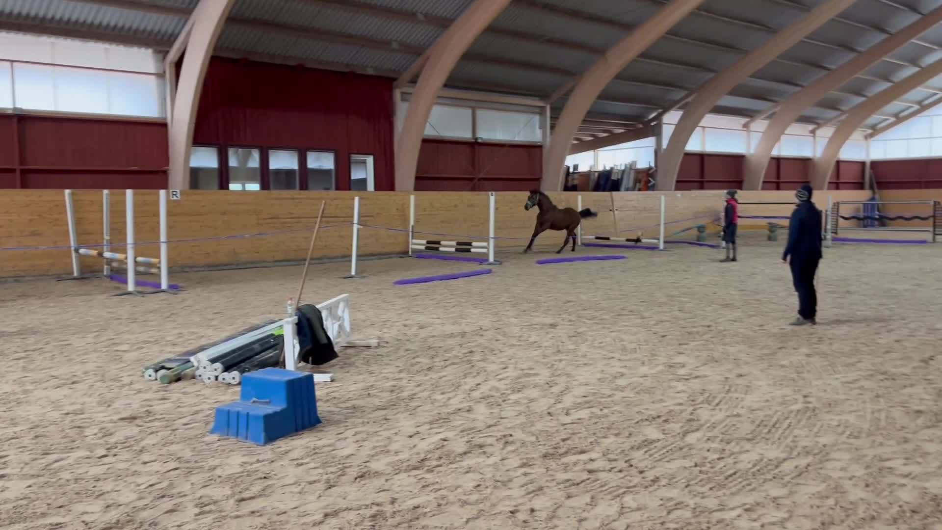 Allround hästar till salu: Mycket trevlig 1-årig valack e: Zafferano  - Video 1