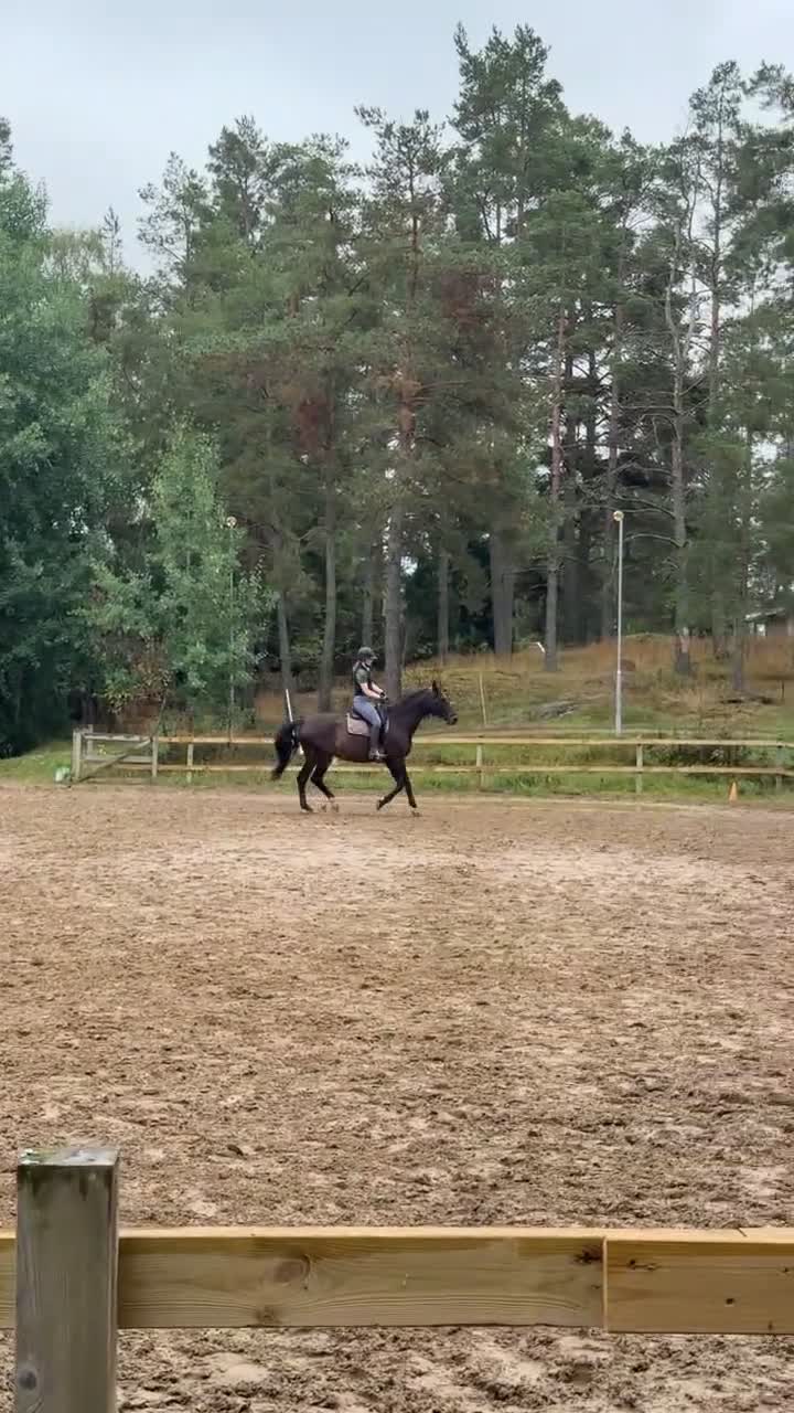  medryttarhäst sökes: Läromästare/dressyrlektioner i Vagnhärad - Video 3