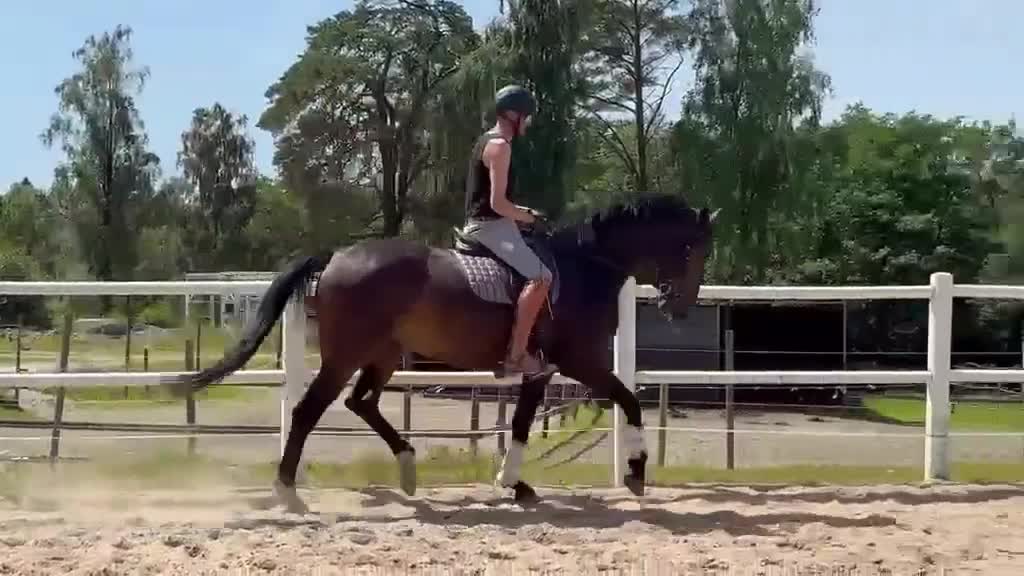 Dressyr hästar till salu: 5-årig valack e:King Olymbrio L - Video 2