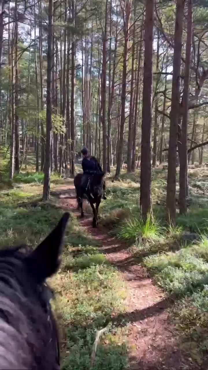  medryttarhäst finnes: Prinsessa 👸 - Video 2