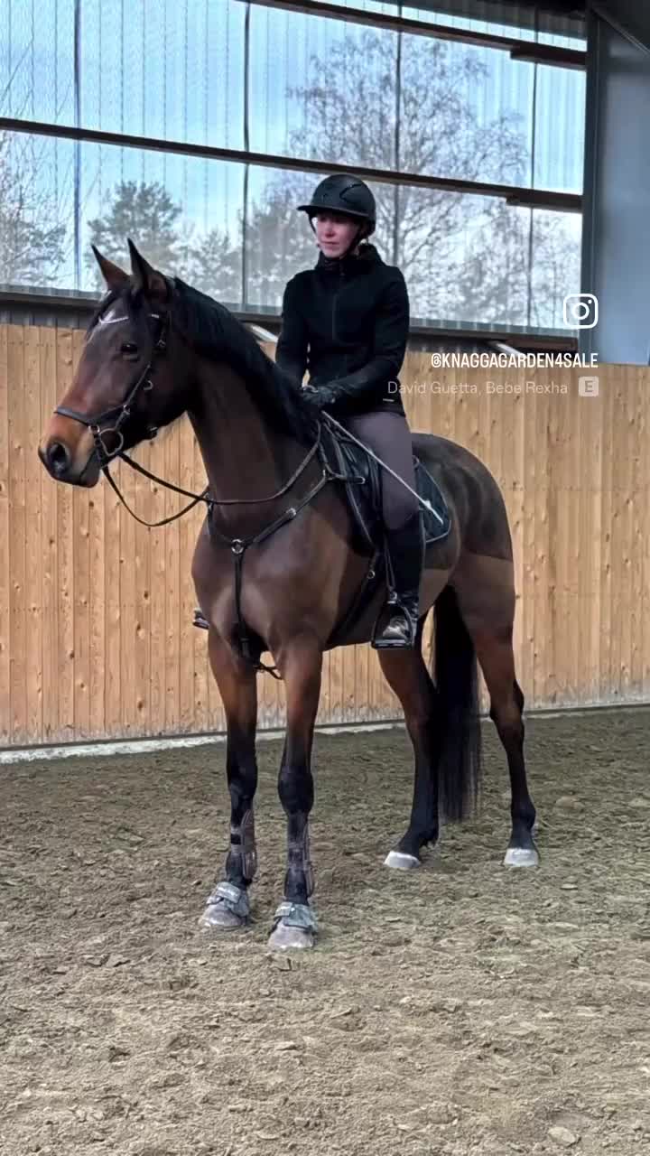 Hoppning hästar till salu: Hopphäst med gång💫 - Video 1