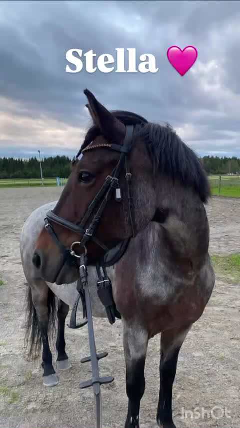 Allround hästar till salu: 🌟Trevlig läromästare🌟 i Skellefteå - Video 1