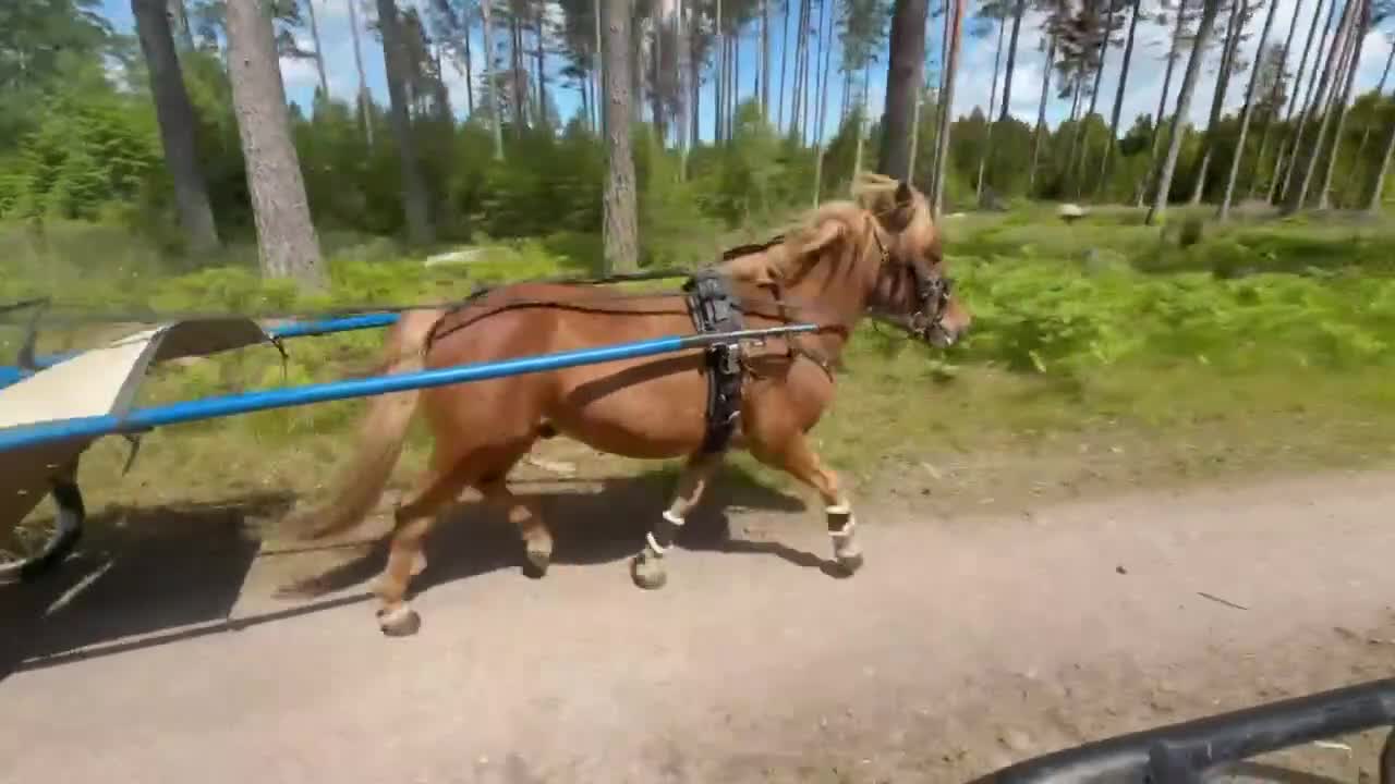 Trav hästar till salu: Uppdaterad annons! Shetlandsponny söker nytt hem - Video 2