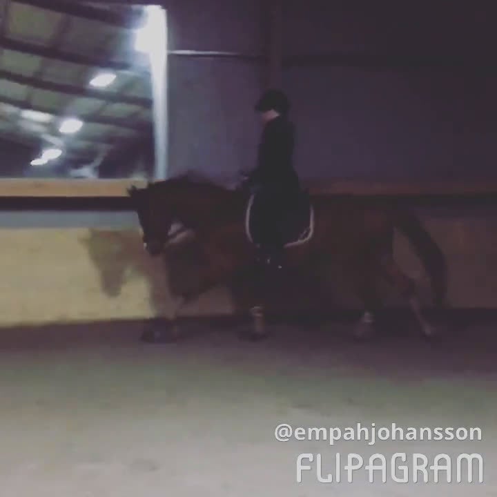  foderhäst sökes: Foderhäst sökes  - Video 2