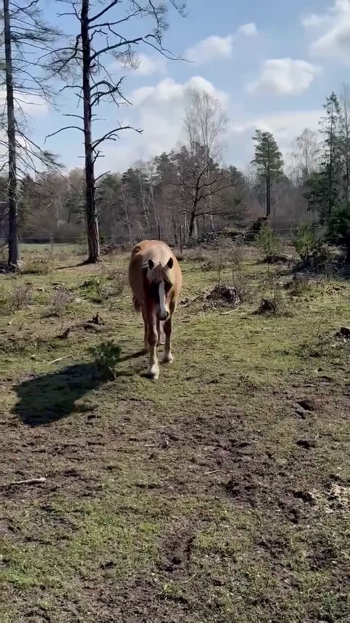 Allround hästar till salu: Blända, en mycket fin 1 åring! i Klintehamn - Video 3