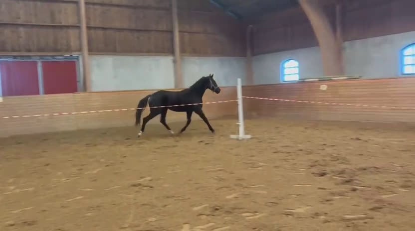 Dressyr hästar till salu: Snygg unghäst e.Jameson RS2  i Vadstena - Video 1