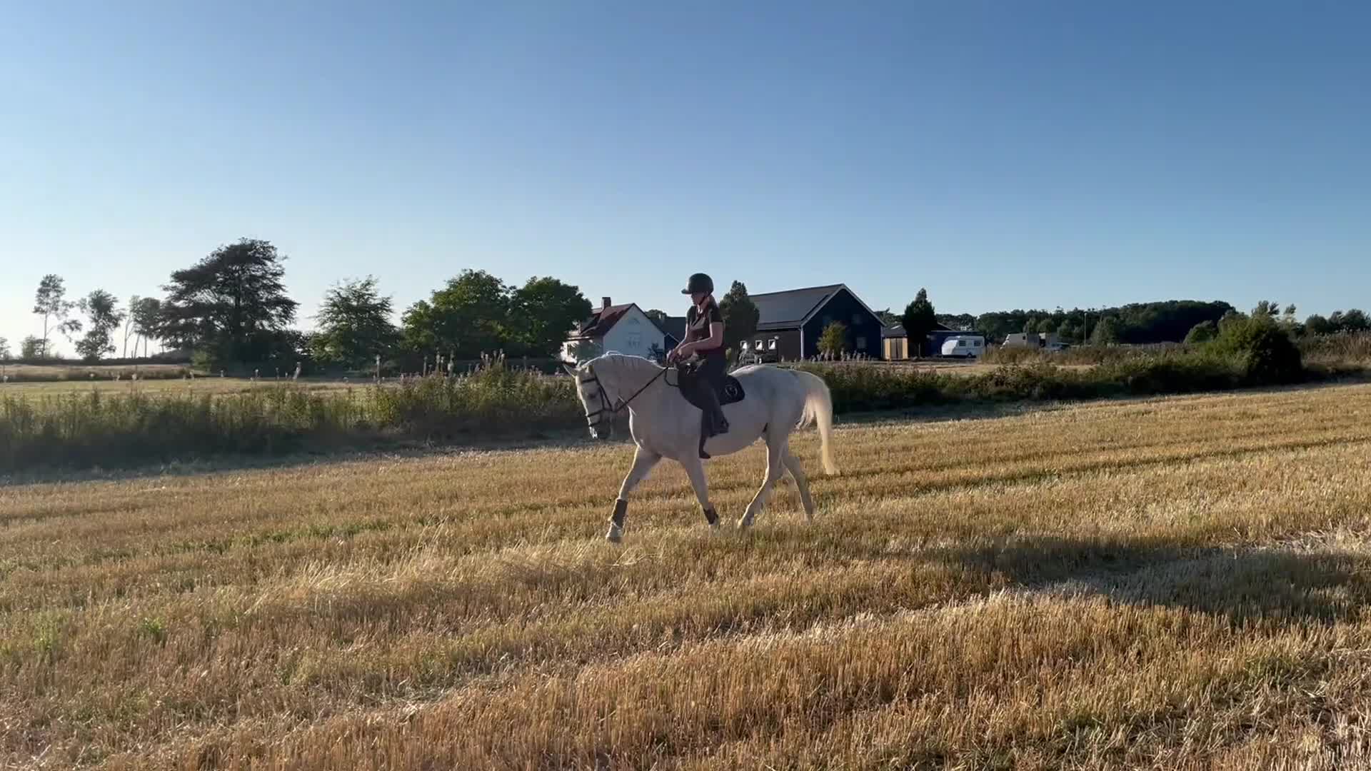 Avelshästar hästar till salu: Ridbar avelhäst - Video 1