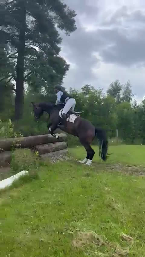 Fälttävlan hästar till salu: 5 års NV vallak e. Tobajo Martial (Tobajo Picez) - Video 2