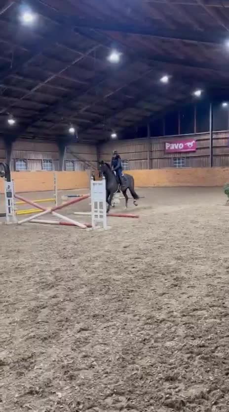 Hoppning hästar till salu: Sto med mykt motor - Video 2