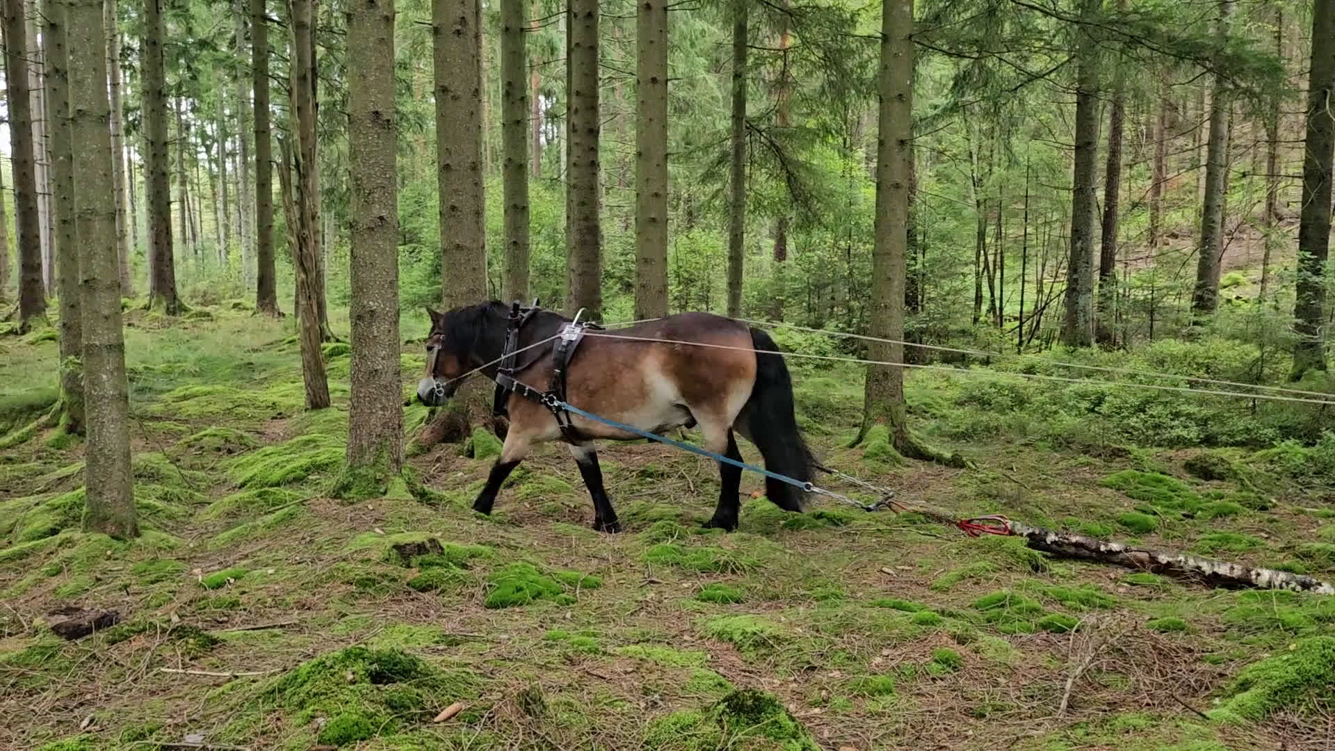 Allround hästar till salu: Lovande rid- och körhäst i Kungsäter - Video 4
