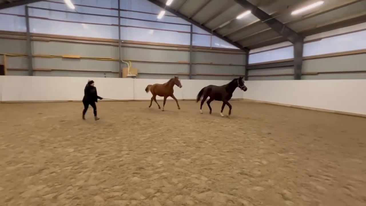 Dressyr hästar till salu: Dressyrhäst 2-årig hingst i Glemmingebro - Video 1