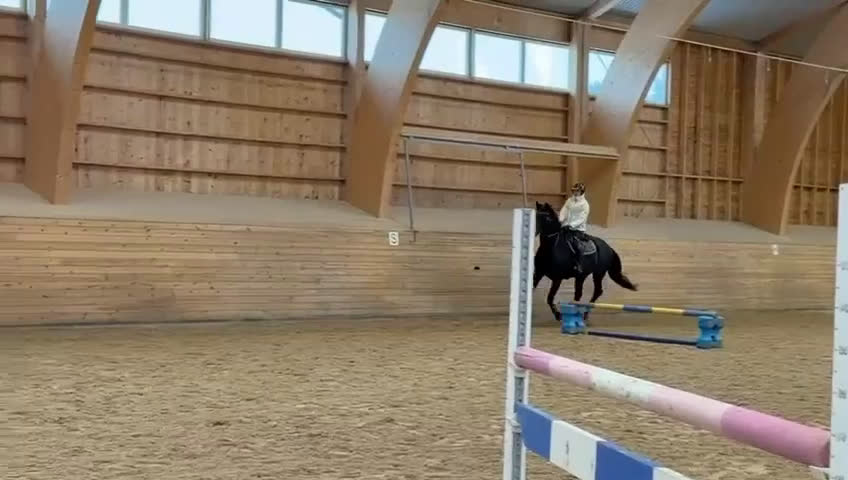 Hoppning hästar till salu: Lovande 5-årig hoppvalack med toppstam - Video 1