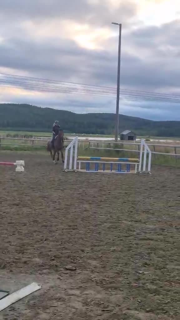 Hoppning hästar till salu: Lovande 4åring  - Video 3