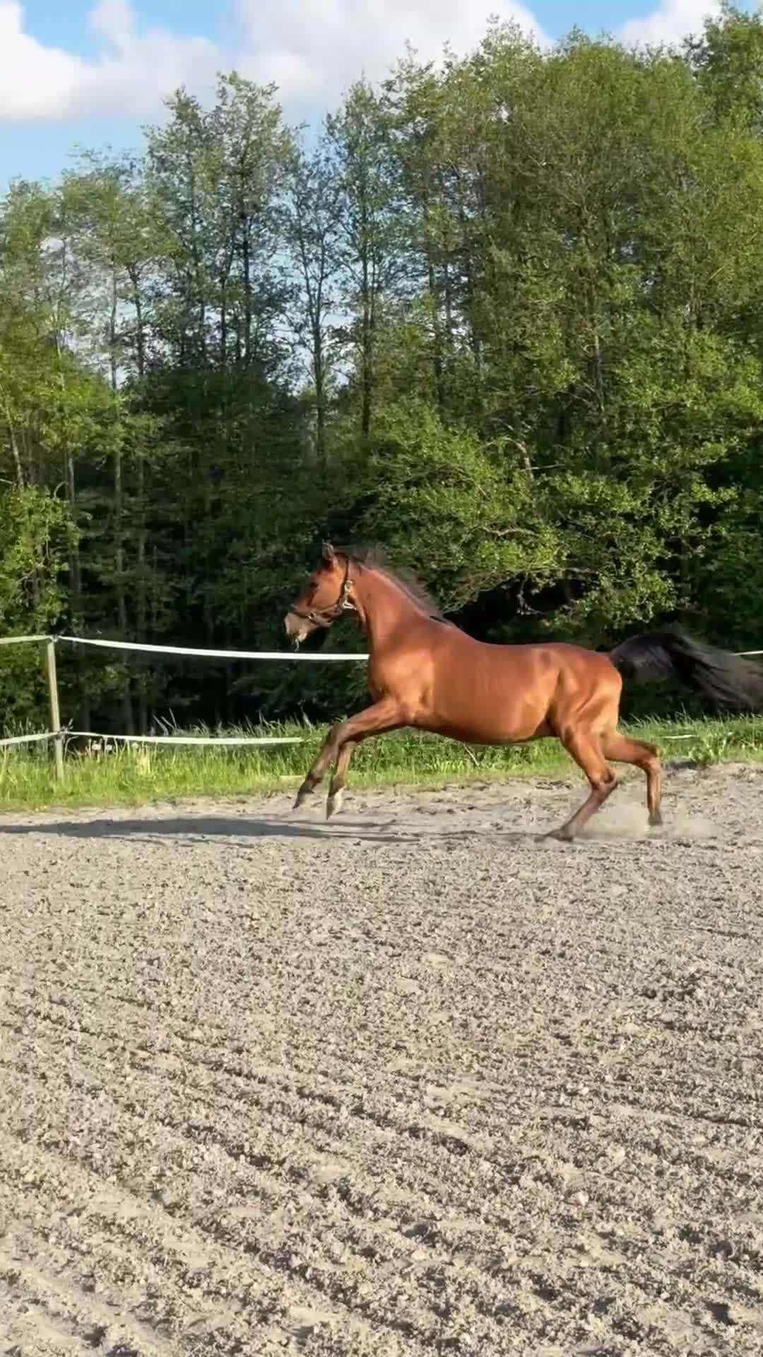 Hoppning hästar till salu: Lovande ungponnyer! - Video 2