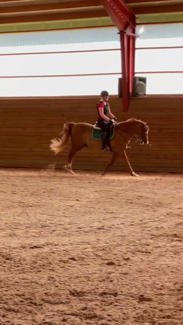 Allround hästar till salu: 23 årig maxad D-ponny, en utmärkt läromästare  - Video 3