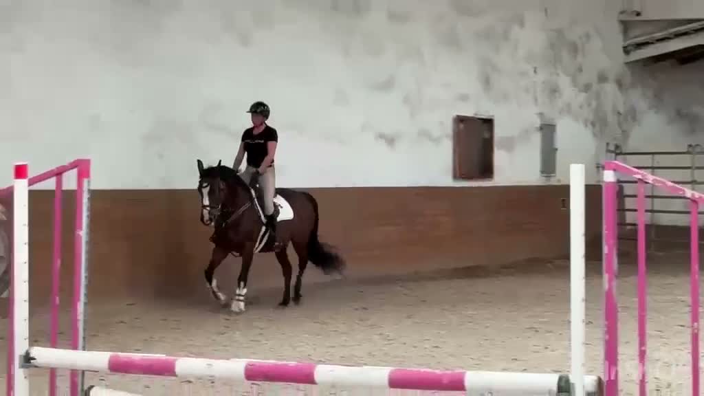 Allround hästar till salu: Luna – Kind & Versatile Mare | Great Jumper! 10yo - Video 1