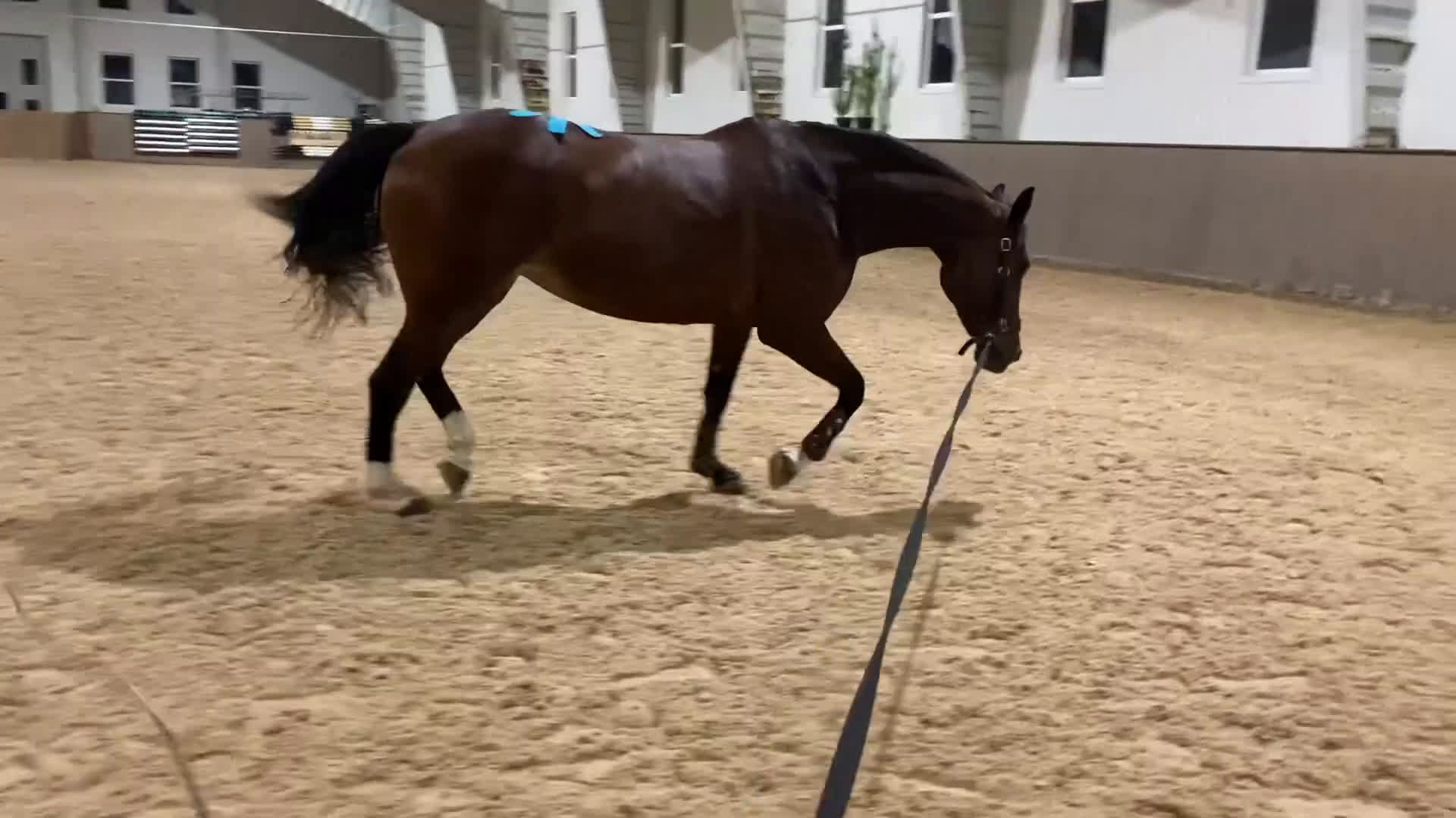 Allround hästar till salu: Sto 2010 söker gott hem, hobby eller sällskap  i Onsala - Video 4