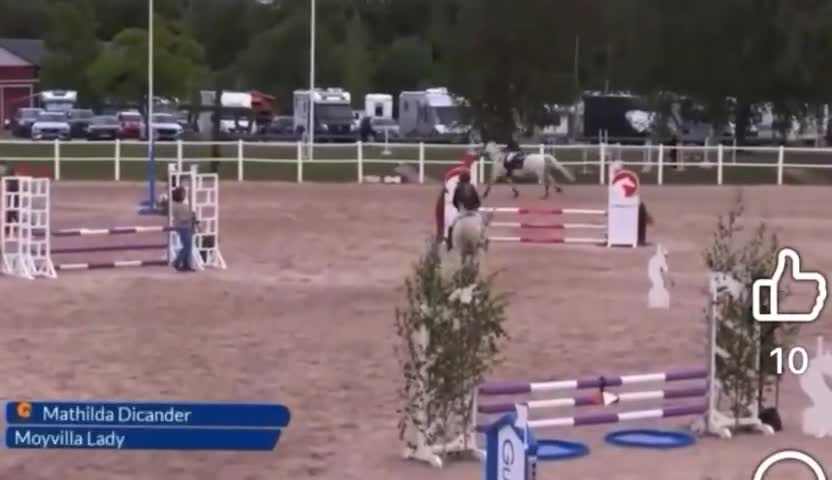 Allround hästar till salu: Vackert Connemara sto för alla discipliner 🌸 - Video 2
