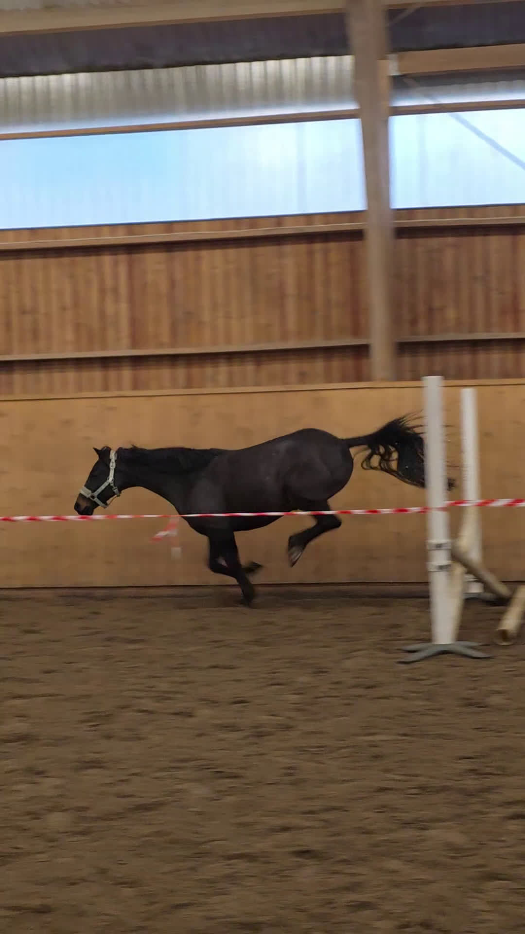 Hoppning hästar till salu: Berry - din nästa stjärna ☆ i Kungsör - Video 2