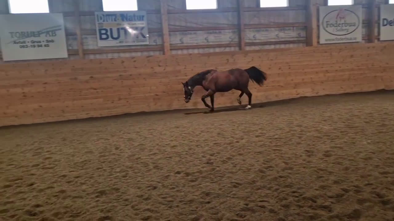 Dressyr hästar till salu: WGF Chelsea  - Video 3