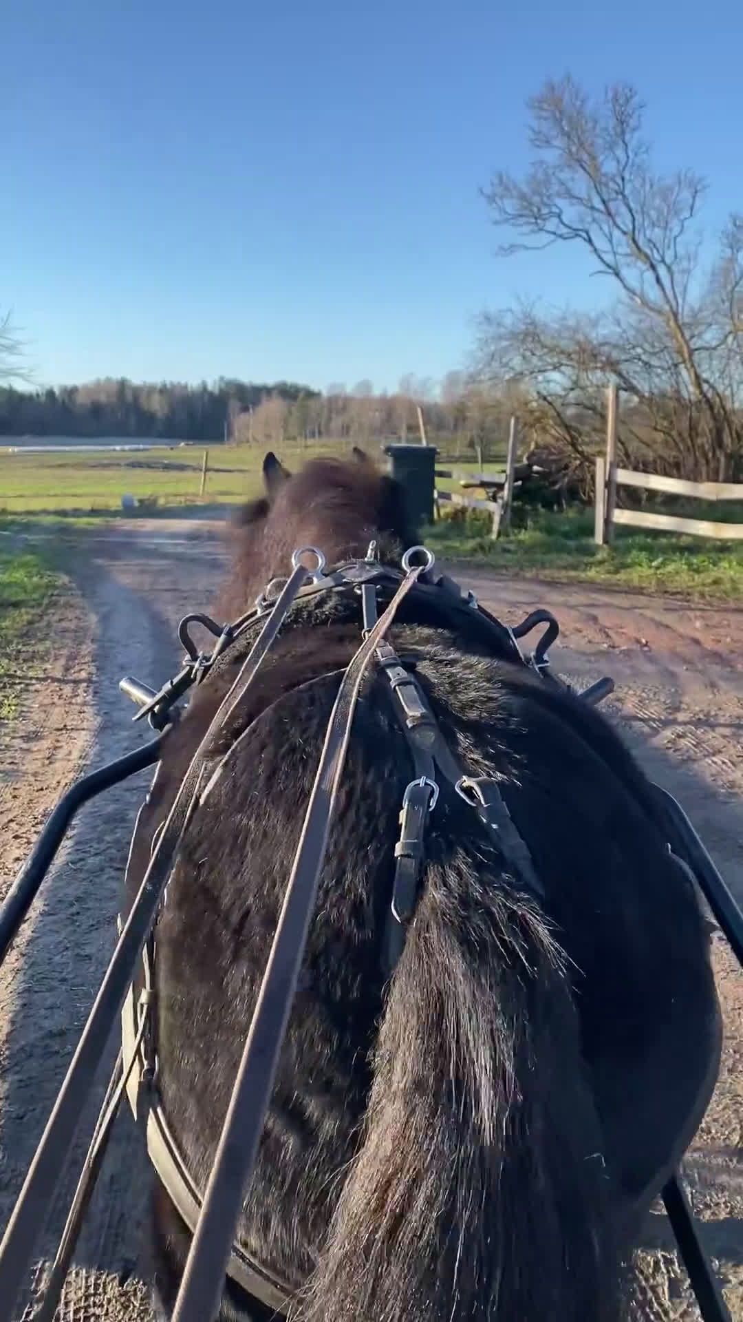 Allround hästar till salu: Maxat inkört shetlandssto i Karlstad - Video 1