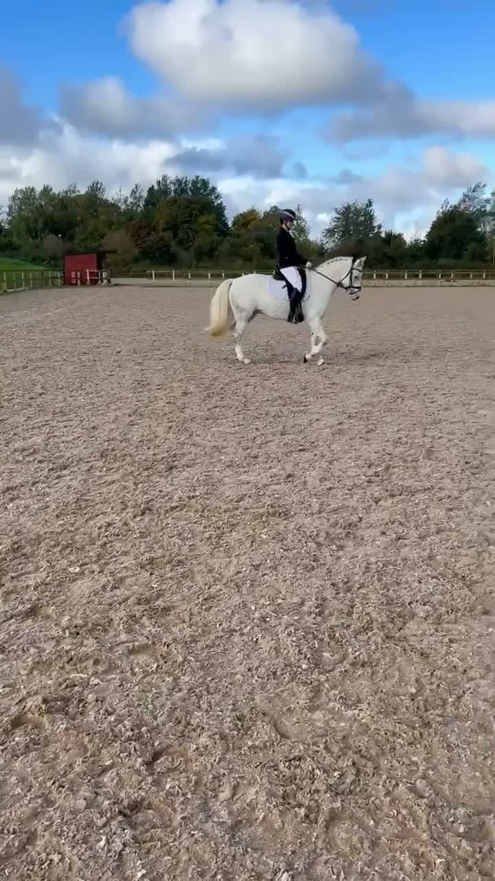 Dressyr hästar till salu: Fin ponny som är rolig att rida varje dag!💞 - Video 1