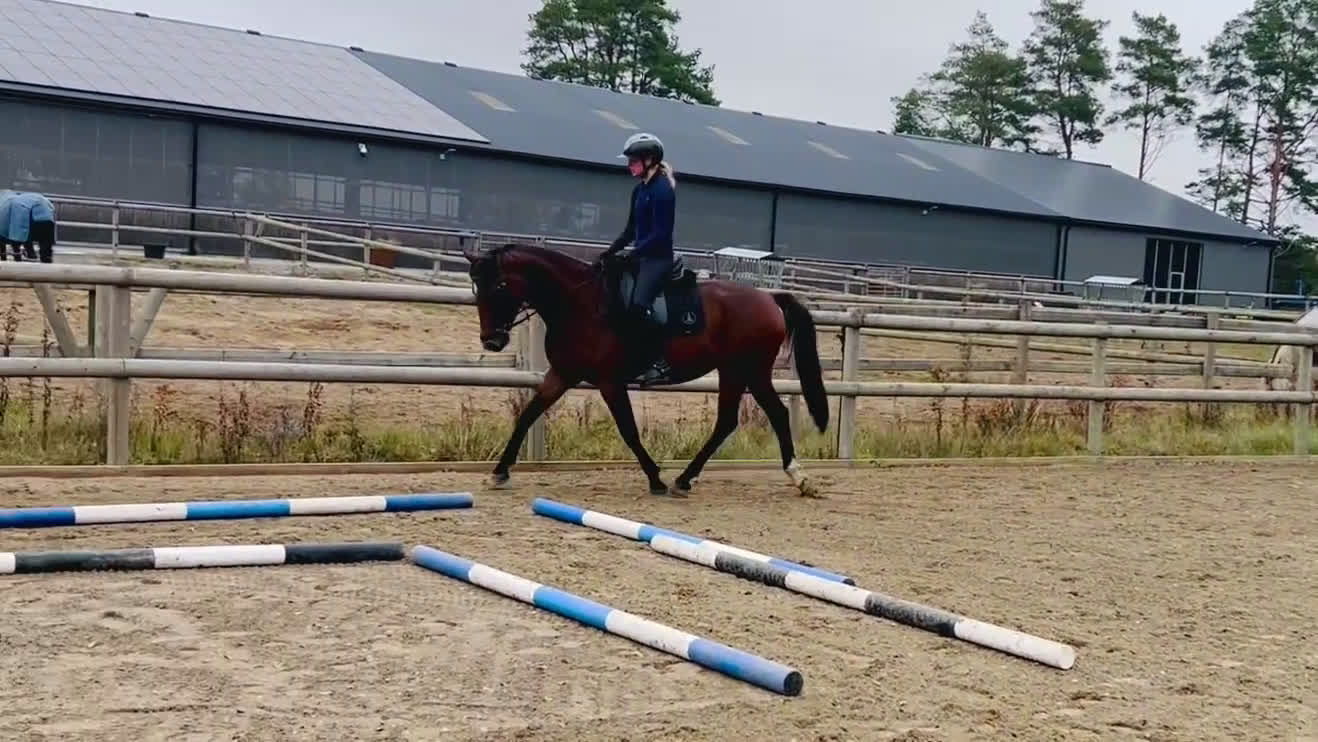 Dressyr hästar till salu: Fint sto efter Totilas Ampere i Flyinge - Video 3