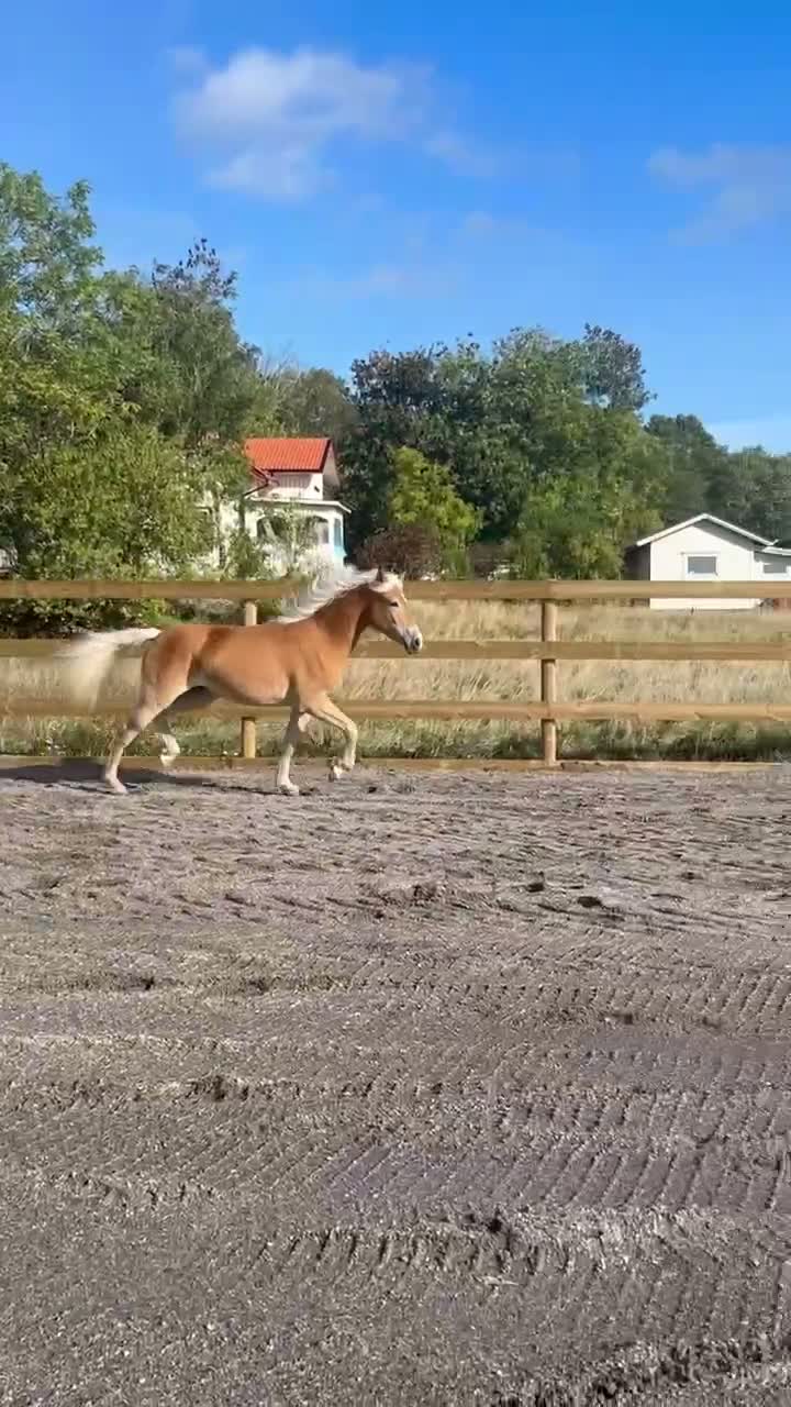 Allround hästar till salu: Lovande ungsto - Video 1