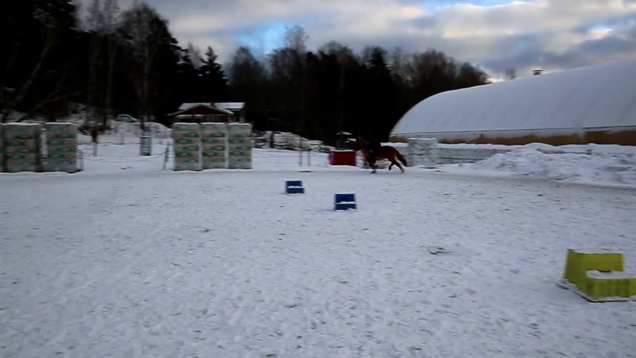 Island hästar till salu: Uttrycksfullt femgångssto! - Video 3