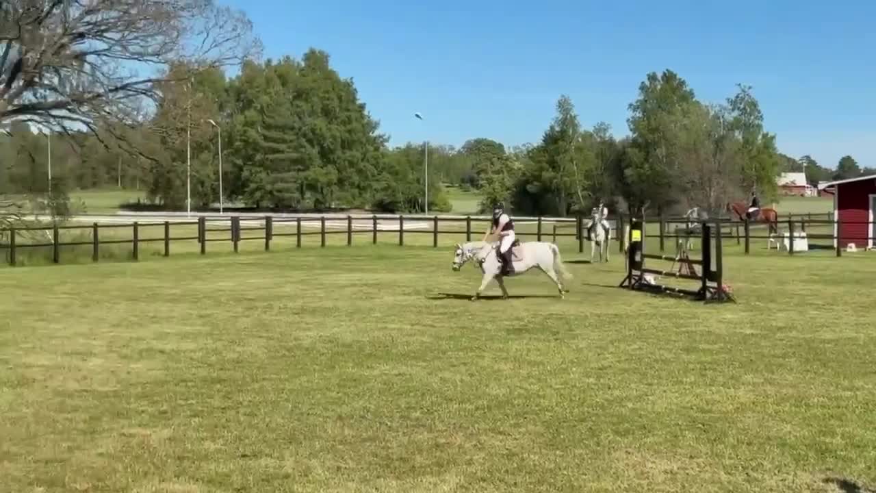 Hoppning hästar till salu: Hjärtat - Video 1