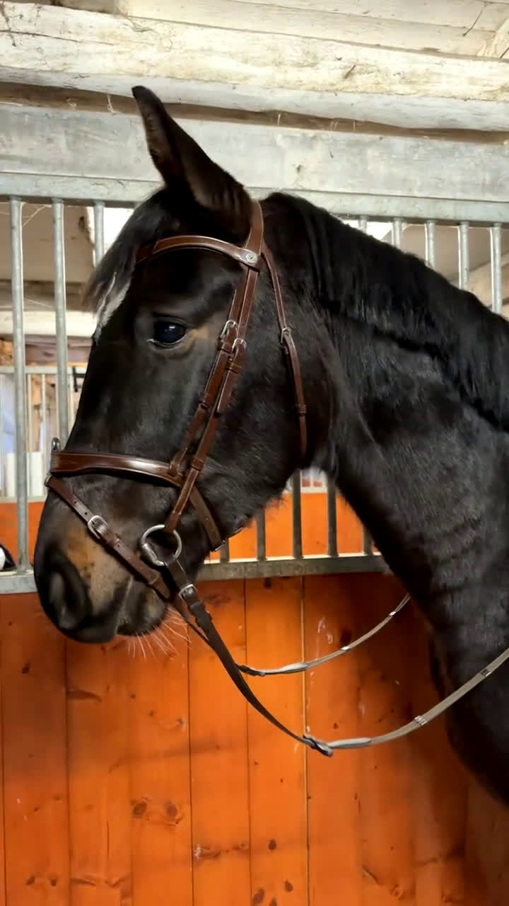 Hoppning hästar till salu: Unghäst med stor potential  - Video 1