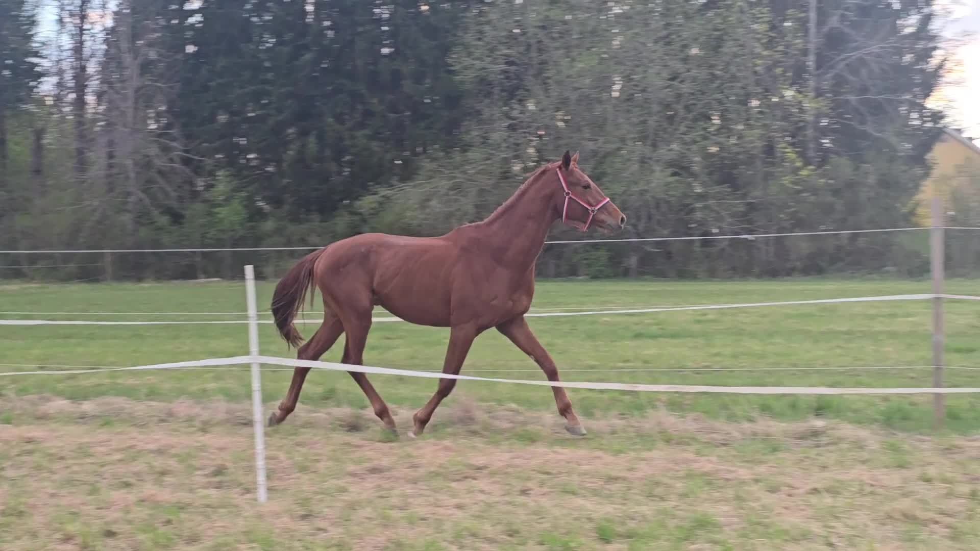Dressyr hästar till salu: Röd Ferrari - Video 2