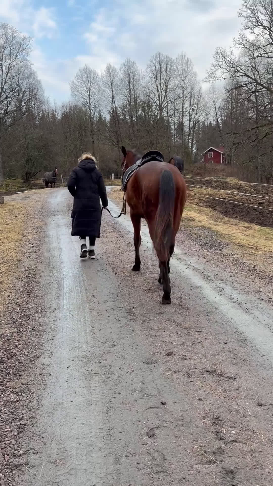 Allround hästar till salu: Häst utöver det vanliga  - Video 2