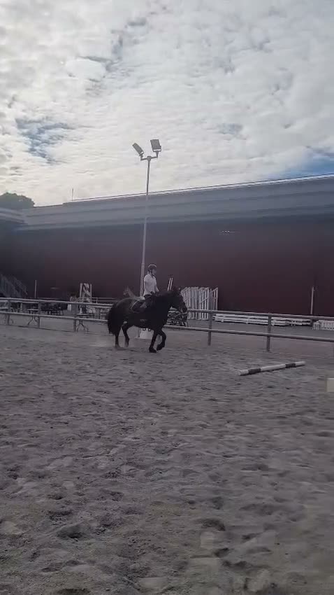 Allround hästar till salu: Social och fartfylld ung dam - Video 4