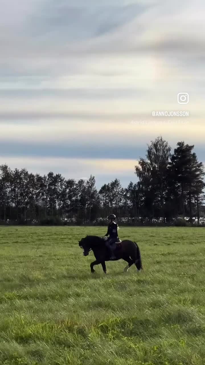 Allround hästar till salu: Welsh mountain med stor pontetial i Falun - Video 4