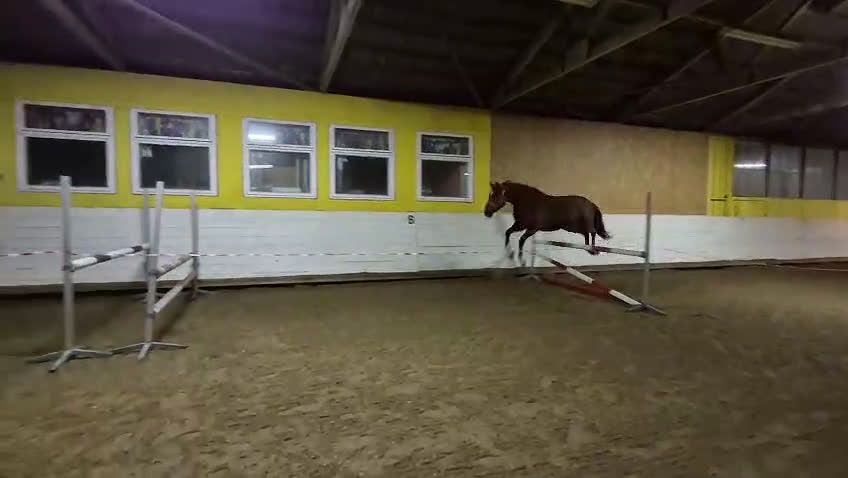 Allround hästar till salu: Stor häst i litet format  i Ljungbyhed - Video 1