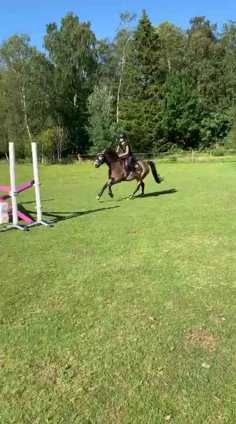 Hoppning hästar till salu: Multitalang i Varekil - Video 4