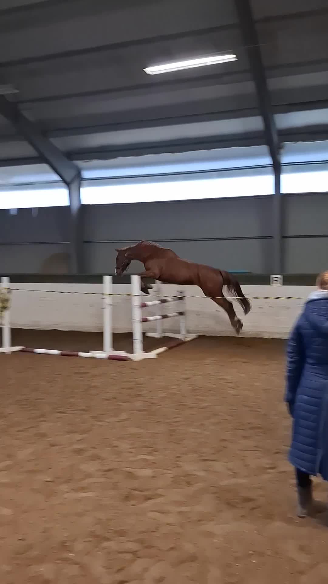 Allround hästar till salu: Vackert fuxsto med otrolig karaktär - Video 4