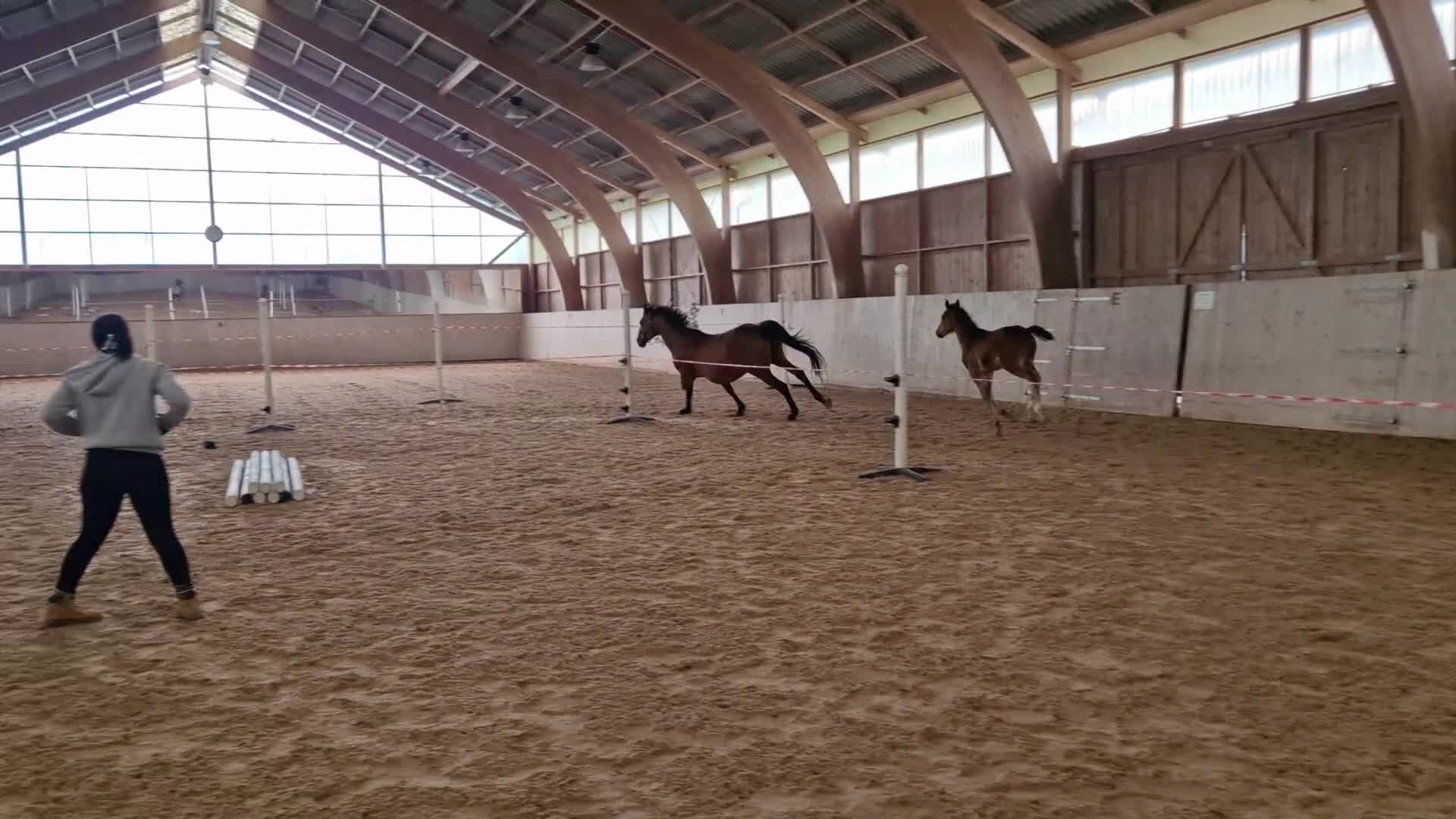 Hoppning hästar till salu: Stoföl med toppstam för hoppsporten! ✨️ - Video 3