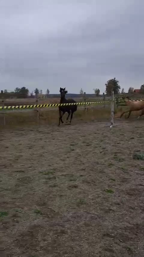 Dressyr hästar till salu: Swb-hingst e: Racoon säljes förmånligt  i Hällestad - Video 2