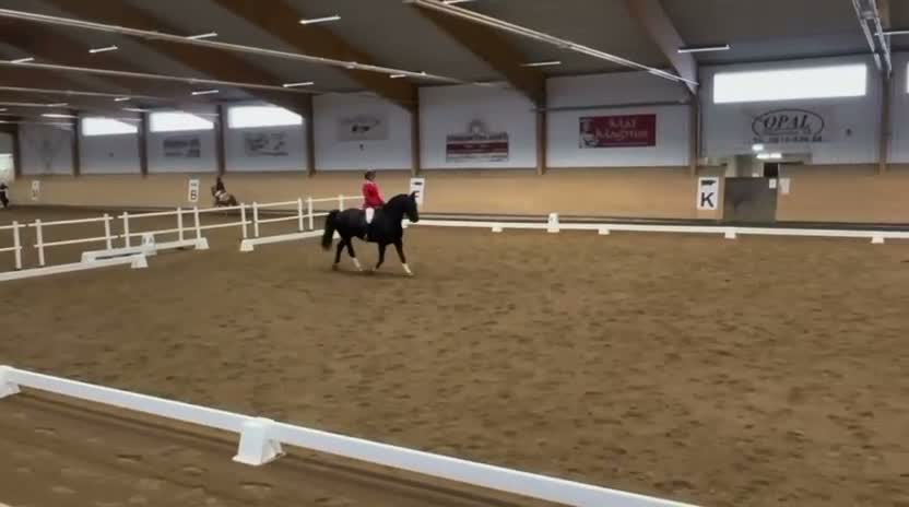 Allround hästar till salu: Vackert Sto - Video 1