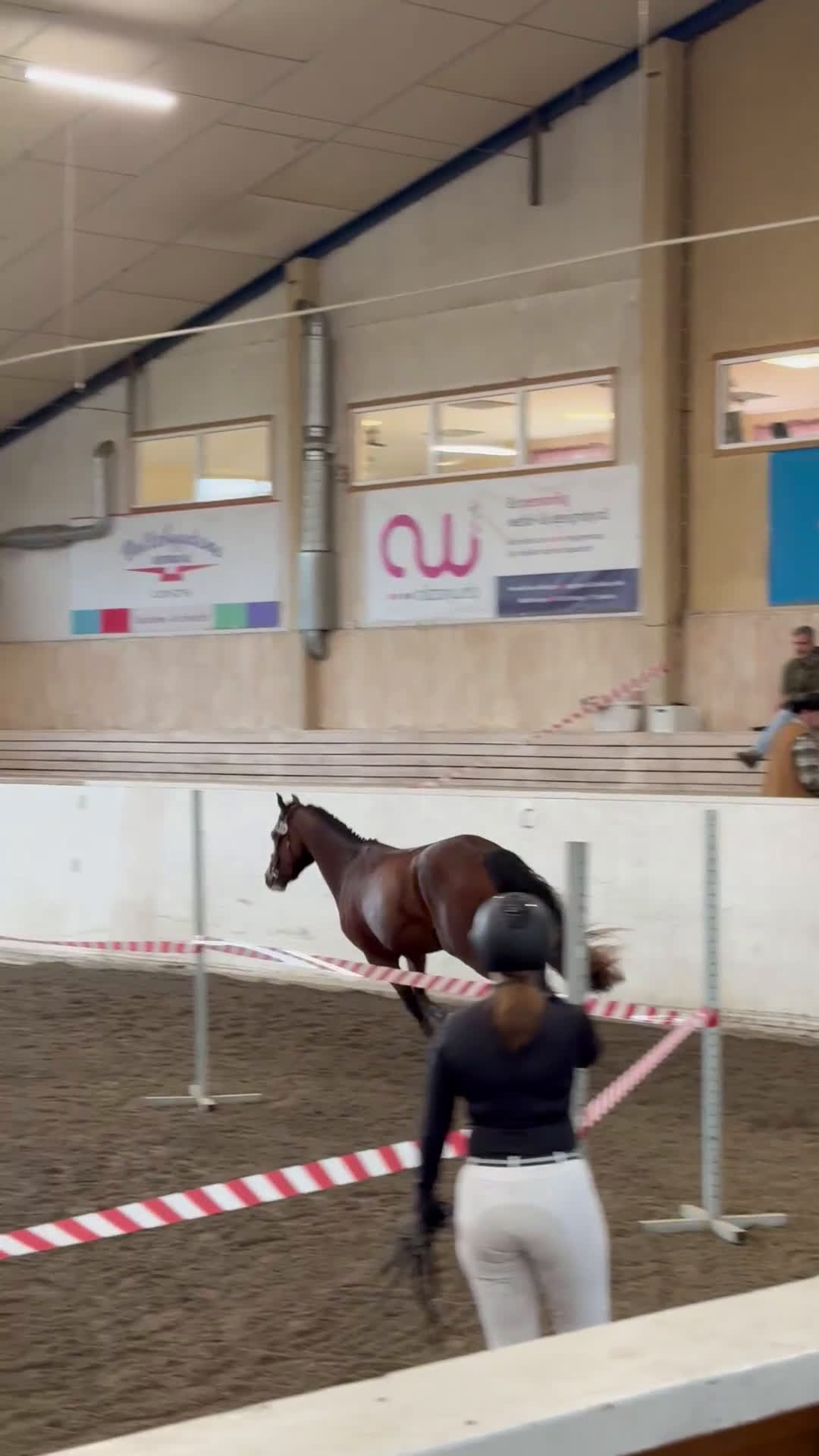 Allround hästar till salu: 3-årig hopptalang med bra gångarter!  i Hjo - Video 1