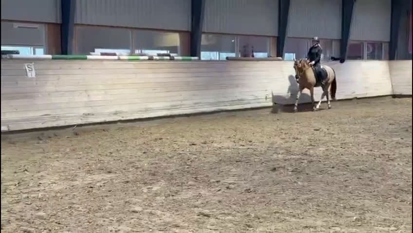 Hoppning hästar till salu: Super sød og alsidig dressurpony – 147 cm i Hårlev - Video 1