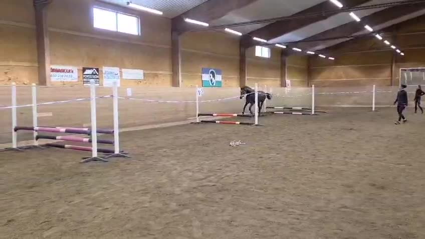 Hoppning hästar till salu: Välstammad hopptalang - Video 4